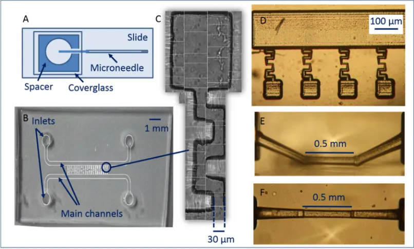 Figure 3: Chip designs. A: Pulled micropipette-based chip B: PDMS chip, C: Channel and 
