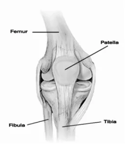 Figure 1. Human knee joint with main bones.