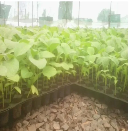 Fig 10: Brinjal Crop 
