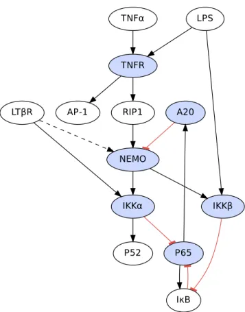 Figure 2.5: The pathway structure of the NF-κB system. Blue proteins are those that are knocked out in the validation portion of this section