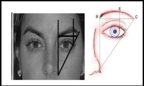 Figure 3.  The position of eyebrow, eyes and mouth with respect to the position of irises   [20] 