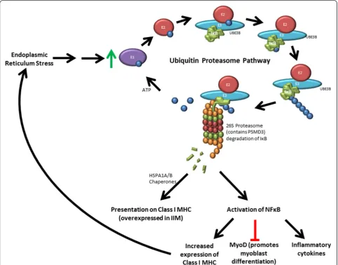 Fig. 4 Proposed ubiquitin proteasome pathway (UPP) involvement in idiopathic inflammatory myopathies (IIM)