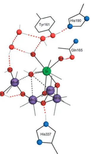 Fig. 3Calculated WOC structure showing H-bonding network connecting Srwith Tyr161, His190 and Gln165