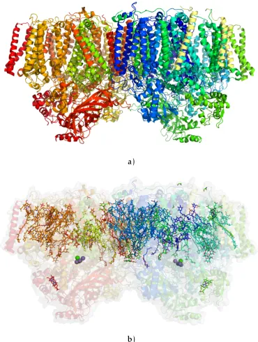 Figure 1.1: Dimeric PSII holoenzyme,with and transﬁx the thylakoid membrane.The OECs are related by an approximate 300 pm structure of Loll, et al.,[17] viewed perpendicular to thylakoid normal
