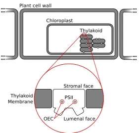 Figure 1.2: Schematic representation of the locale of PSII within aplant cell. The PSII dimer is a transmembrane protein that transﬁxesthe thylakoid membrane
