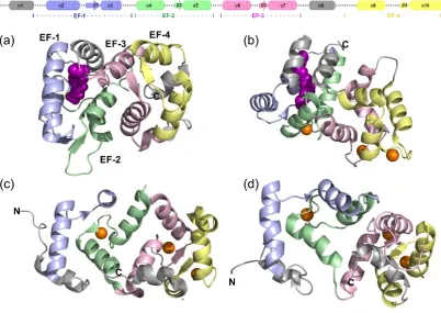 Figure 1.1- A comparison of some of the different NCS protein structures- (Top) a generalised representation of the secondary structure of a member of the NCS proteins colour in accordance to the four EF hands, light blue (EF-1), light green (EF-2), light 