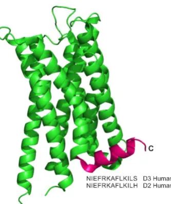 Figure 1.2- The structure of the dopamine D2/D3 receptor (PDB 3PBL) with the C-terminal helix coloured magenta and the amino acid sequence annotated
