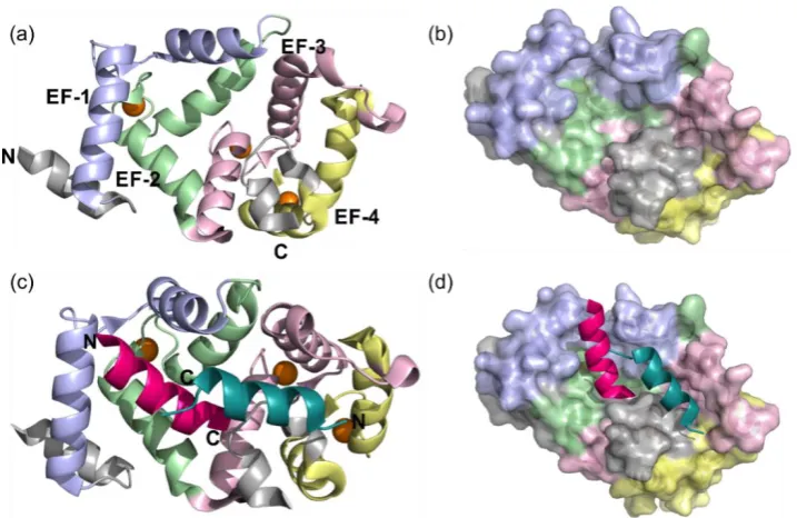 Figure 1.5- Structure of rat Ca2+ NCS1 complexed with dopamine receptor D2R peptide (PDB 5AER)