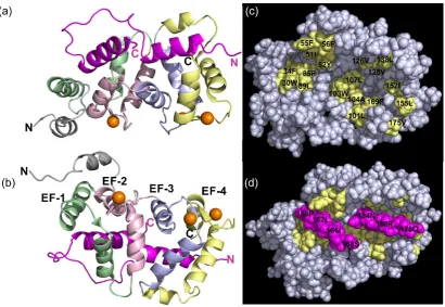 Figure 1.8- The frq1 pik1 complex. (a) View from the binding interface and (b) the binding face rotated 180°, both cartoon representations of NMR structure of the interaction between yeast frq1 and pik1