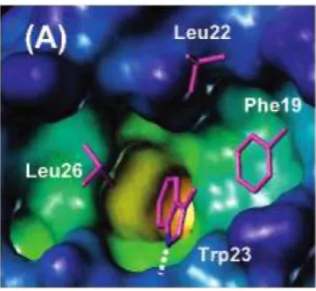Figure 1.15- X-ray structure of p53-MDM2 complex (PDB 1YCR).  In addition to the three residues Phe19, Trp23 and Leu26, Leu22 was also found to play a role in the interaction
