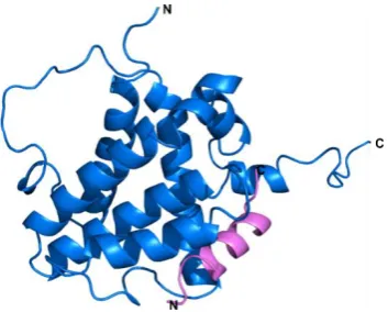 Figure 1.18- The α-helix small molecule mimetics developed by Hamilton and co-workers