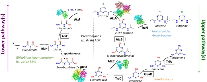 Figure 1-4  s-Triazine herbicide catabolic pathways. The Pseudomonas sp. strain ADP catabolic pathway is shown by the central pathway