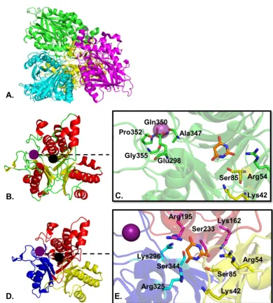 Figure 1-7 Structure of AtzD from Pseudomonasrepresentation of the AtzD tetramer; the loops in red and the βactive site, the purple dot the location of the metal ion, the Mgacids coordinating the metal ion in green sticks, the catalytic amino acid of the d