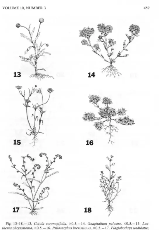 Fig.  13-18.-13 .  Cotu/a  coronopifo/ia,  X0.5.-14.  Gnaphalium  pa/ustre,  X0.5.-15