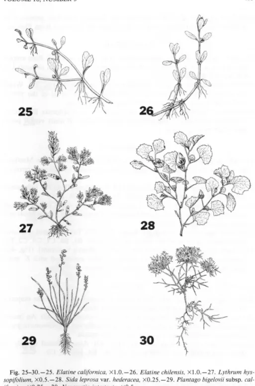 Fig. 25- 30.-25. Elatine calif ornica,  Xl.0.-26.  Elatine chilensis,  Xl.0.-27 . Lythrum  hys- hys-sopifolium, X0.5.-28 