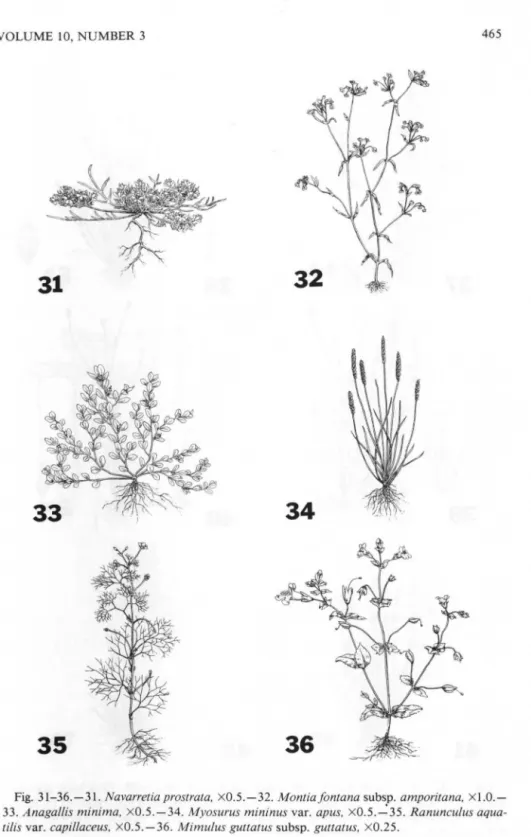 Fig.  31-36.-31. Navarretiaprostrata,  x O .S.-32.  Montiafontana subsp.  amporitana,  XI.0.- XI.0.-33