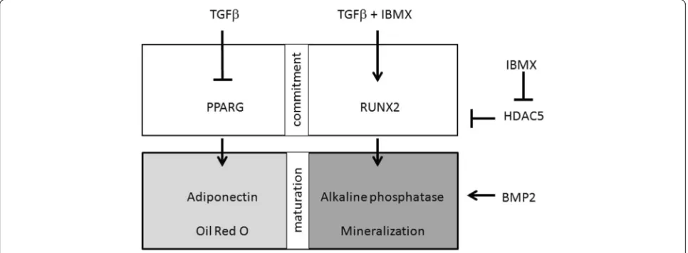 Fig. 7 Overview of signaling pathways activated in hMSCs by TGFβ in the absence and presence of IBMX: adipogenic differentiation (left) andosteogenic differentiation (right)
