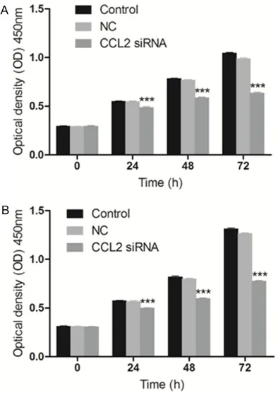 Figure 2. MTT assay exhibits the effect of CCL2 siR-NA on the cell proliferation of glioma cell line U251 and U373 cells
