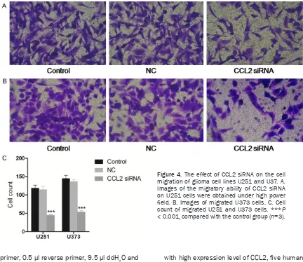 Figure 4. The effect of CCL2 siRNA on the cell field. B. Images of migrated U373 cells