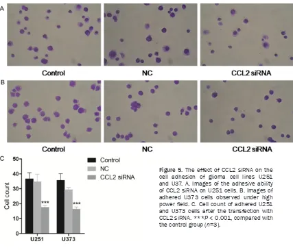 Figure 5. The effect of CCL2 siRNA on the cell adhesion of glioma cell lines U251 and U37