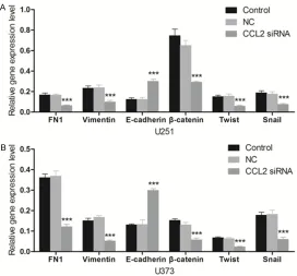 Figure 7. The gene expression levels of cell invasion related proteins regu-lated by CCL2 siRNA were measured using real-time PCR