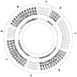 Fig. 1. Coding patterns of 64 nucleotide triplets and 20 amino acids define codon ring identical to the genetic code table