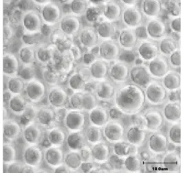 Figure 1. Phase contrast picture of the control C#15  PGC line, on the Day 50 th  of cultivation