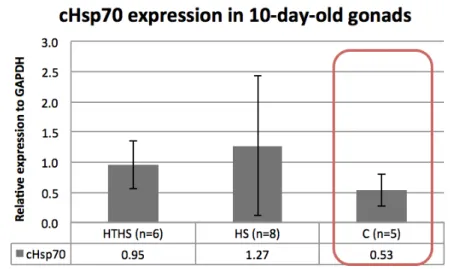 Figure 3. Expression of stem cell specific cHSP70 in gonads of 10-day-old embryos  