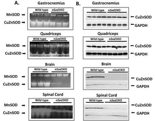 Figure 1A. 