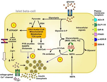 Figure 1.1: Role of islet -cell metabolic activation by fuels and neuro-hormonal 