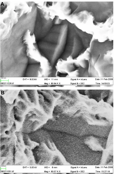 Figure 1 (A) Scanning electron microscopic image of a SLA implant, 80,000× magnification