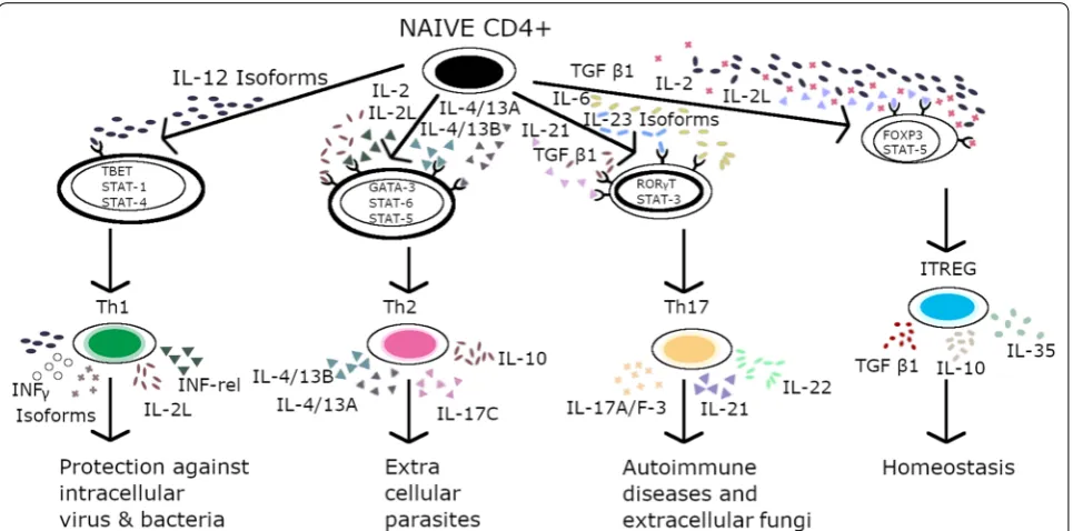 Figure 2 Summary of expected CD4+ cell differentiation in fish. Expected Milieu of cytokines (denoted by colored symbols) influencing CD4+ T cell differentiation with (IL‑12) causing naïve CD4 cells ultimately differentiated into Th‑1 cells to get rid of i