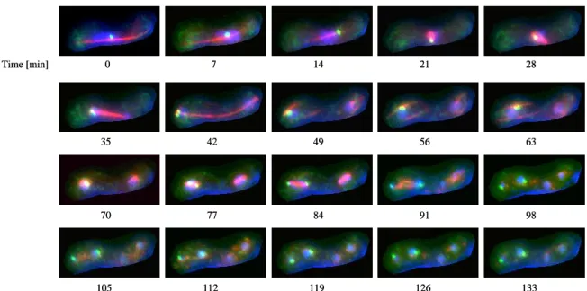 Figure 2. Representative pictures of meiotic cells. First anaphase starts at the time point 35 to 42 minutes and second  meiosis starts at 77 to 84 minutes