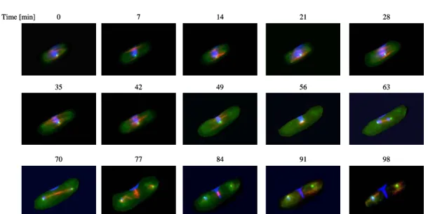 Figure 4. Representative pictures of mitotic cells. Cells underwent anaphase at the time point 63 to 70 minutes, this  was followed by segregation of nuclei and subsequent cytokinesis