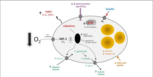 FIGURE 1 | Schematic view of the potential effects of hypoxia on brown adipocyte function