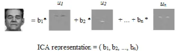 Figure 3: InfoMax algorithm (architecture-I): The independent basis image representation 