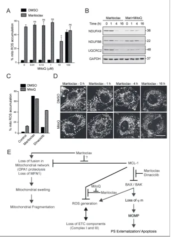 Figure 7: Maritoclax-mediated mitochondrial effects are partially rescued by MitoQ. (A) H460 cells were exposed to different concentrations of MitoQ for 4 h, followed by maritoclax (3 µM) for a further 2 h, and mitochondrial accumulation of ROS assessed