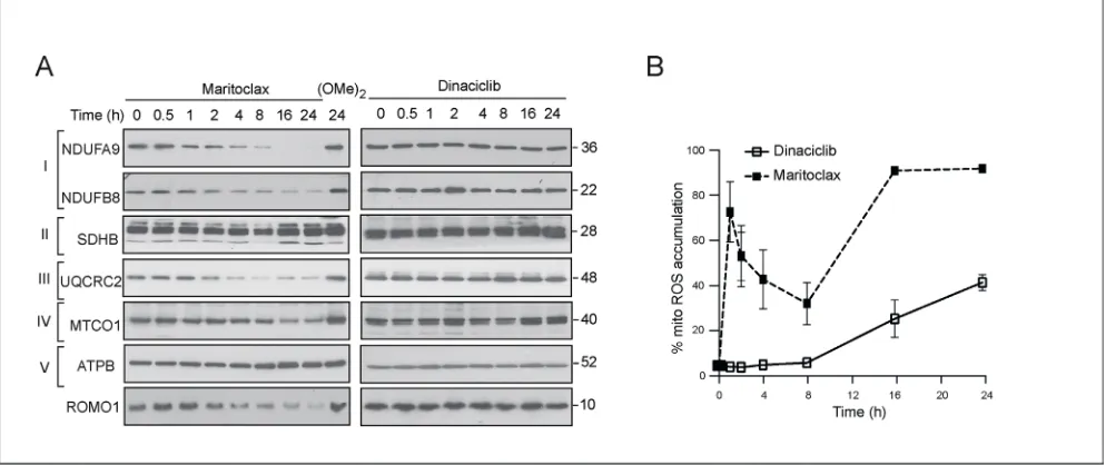 Figure 5: Maritoclax induces a loss of different components of the electron transport chain and an accumulation of mitochondrial ROS