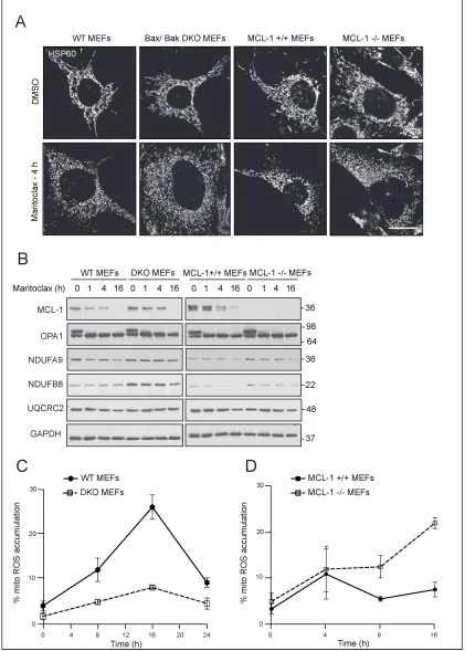 Figure 6: Maritoclax-mediated mitochondrial effects occur independent of Bax/Bak- and MCL-1
