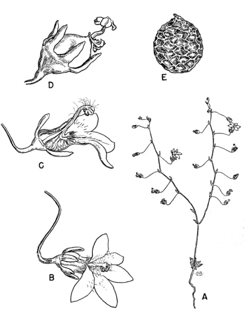 FIG.  1.  Nemacladus  secundiflorus  G.  T.  Robbins,  A,  habit  X  1;  B,  lateral view of single flower,  X  6V 2 ;  C,  lateral  view  of  sectioned  flower  showing filament-tube,  the  two  stamina!  appendages  with  attached  pointed  rods,  and  o