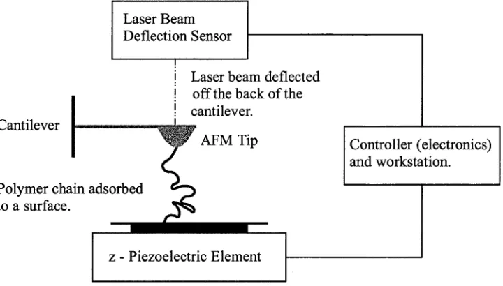 Figure 3.1: Schematic diagram of an atomic force microscope (AFM). The AFM tip is 
