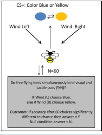 Figure 1. Bees trained in a wind tunnel fly to- wards and choose between Yellow and Blue stimuli, where each correct choice (Condition- ed Stimulus: CS+) requires perception of the wind direction (Left/Right) in a given trial