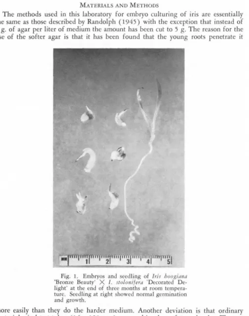 Fig.  1.  Embryos  and  seedling  of  Iris  hoogia1 u1  'Bronze  Bea uty'  X  /.  stolonifera  'Decorated   De-light '  at  the end  of  three  months  at  room  tempe  ra-ture