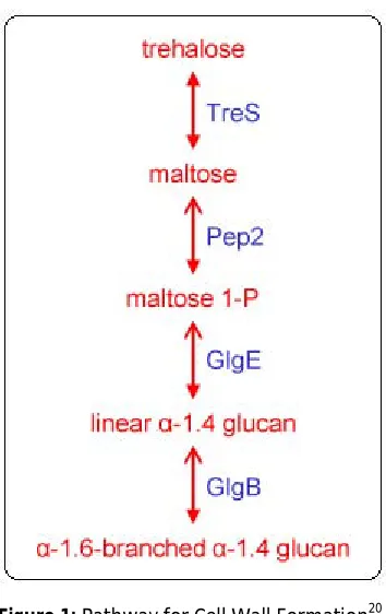 Figure 1: Pathway for Cell Wall Formation20. 