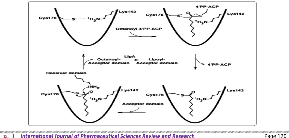 Figure 2: A New Prokaryotic Pathway from Trehalose to A-Glucan. The reactions involved in conversion of trehalose to α-glucan comprise two essential steps in Mtb, catalyzed by GlgE and GlgB