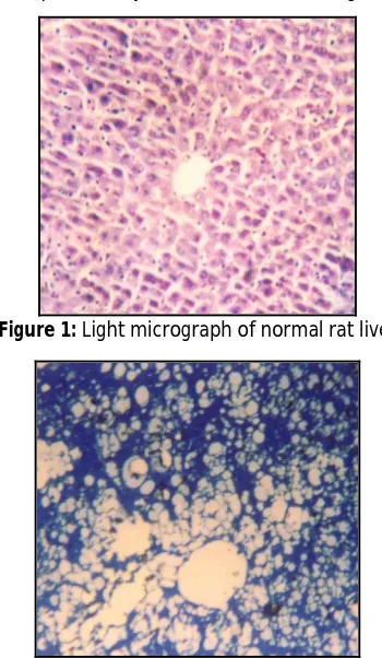 Figure 1:            Light micrograph of normal rat liver 
