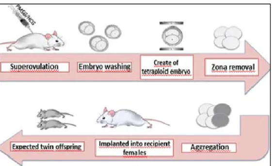 Figure 1. The research method