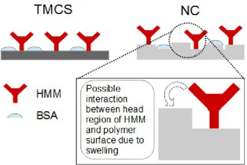 Figure 5. Different architectures of HMM-immobilizing surface on rigid (e.g., TMCS) surfaces;