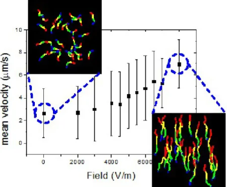 Figure 2 presents the absolute value of the sliding velocity of the actin filaments as a function of the strength of the electrical field when the filaments were propelled by HMM immobilized on a nitrocellulose surface