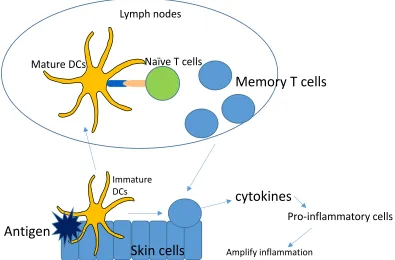 Figure 1.1C The mechanism of type IV hypersensitivity. Antigen penetrates the skin and is confronted with dendritic cells (DCs)